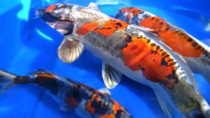 Koi Fish Facts  Cyprinus rubrofuscus koi - A-Z Animals