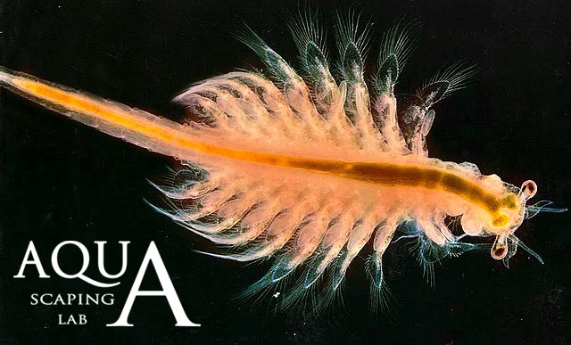 Artemia salina. Artemia salina. Adult crustacean